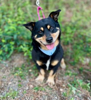 Corgi and Mixed Breed Dogs Available for Adoption in Ellijay, Georgia - Xander | PetCurious