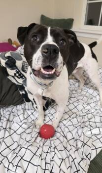 Pointer and Labrador Retriever Dogs Available for Adoption - Cooper Lizman | PetCurious