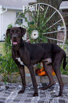 Rescue Great Dane Dogs for Adoption in Warrenton, Missouri - Scooby | PetCurious