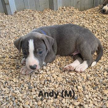 Rescue Plott Hound Dogs for Adoption in Austin, Texas - Andy JuM | PetCurious