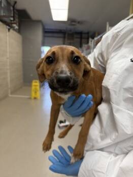 Rescue Hound and Vizsla Dogs for Adoption in Norfolk, Virginia - Raisinet | PetCurious