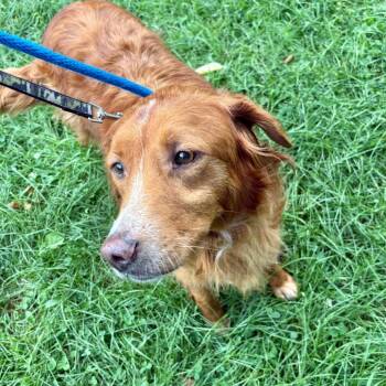 Abbey -  Mixed Breed Dog for Adoption in Wantagh, New York - Abbey | PetCurious