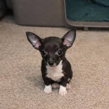 Chihuahua Dogs Available for Adoption - Tilly | PetCurious