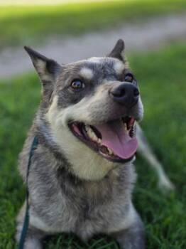 Cubby -  Australian Cattle Dog Blue Heeler Dog for Adoption in Mansfield, Ohio - Cubby | PetCurious