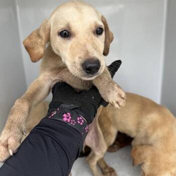A657969 -  Labrador Retriever Dog for Adoption in Houston, Texas - A657969 | PetCurious