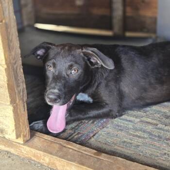 Rescue Australian Cattle Dog Blue Heeler Dogs for Adoption in Mansfield, Texas - Wolf | PetCurious