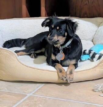 Spaniel and Dachshund Dogs Available for Adoption in Scottsburg, Indiana - Buttercup | PetCurious