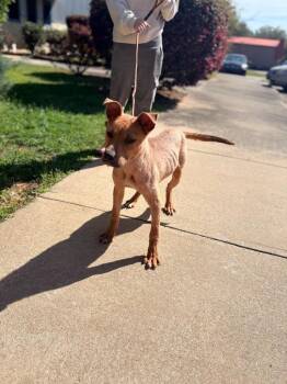 Teddy -  Mixed Breed Dog for Adoption in Albany, Georgia - Teddy | PetCurious