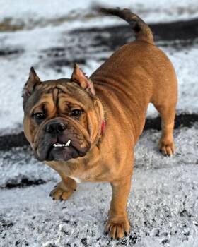 American Bulldog and English Bulldog Dogs Available for Adoption - Wookiee | PetCurious