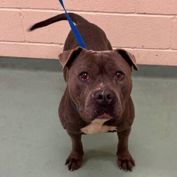 Mixed Breed Dogs Available for Adoption - Tyson | PetCurious