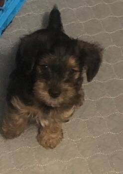 Yorkshire Terrier Dogs Available for Adoption in Colleyville, Texas - Razz | PetCurious