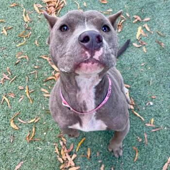 Rescue Mixed Breed Dogs for Adoption in Memphis, Tennessee - Beverly | PetCurious