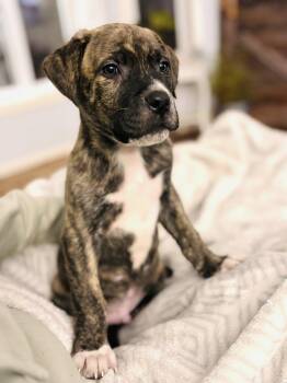 Rescue Mastiff Dogs for Adoption in Edmonton, Alberta - Monty | PetCurious