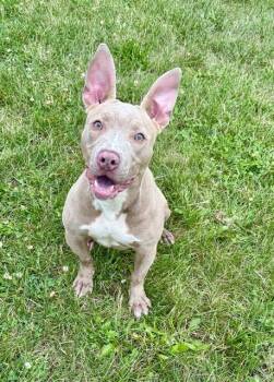 DUMPLING -  Pit Bull Terrier Dog for Adoption in Kalamazoo, Michigan - DUMPLING | PetCurious
