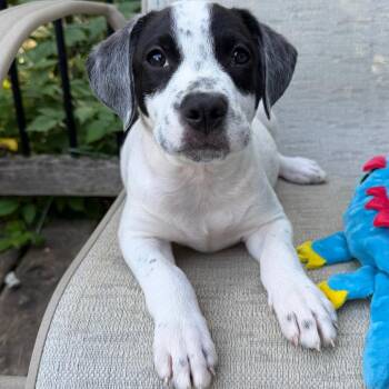 Africa -  Border Collie Dog for Adoption in Minneapolis, Minnesota - Africa | PetCurious