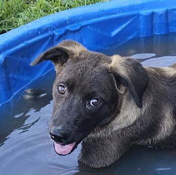 Nox -  Dutch Shepherd Dog for Adoption in Andover, Massachusetts - Nox | PetCurious