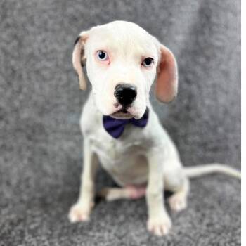 836 (2026) Thomas -  Catahoula Leopard Dog and Mixed Breed Dog for Adoption in Parker, Colorado - 836 (2026) Thomas | PetCurious