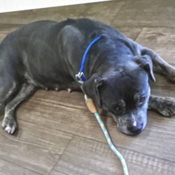 Queen -  Mixed Breed Dog for Adoption in Winston-salem, North Carolina - Queen | PetCurious