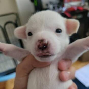 Bazooka -  Chihuahua Dog for Adoption in New York, New York - Bazooka | PetCurious