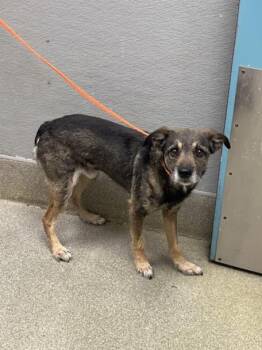 Terrier and Mixed Breed Dogs Available for Adoption in Las Vegas, Nevada - BEAN | PetCurious