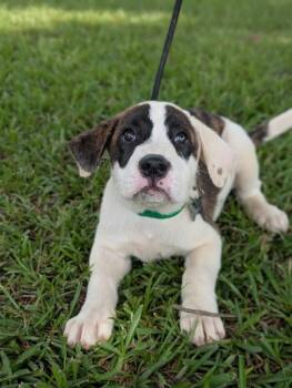 Nora -  Great Pyrenees and Mixed Breed Dog for Adoption in Aiken, South Carolina - Nora | PetCurious
