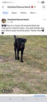 Labrador Retriever Dogs Available for Adoption - Onyx | PetCurious