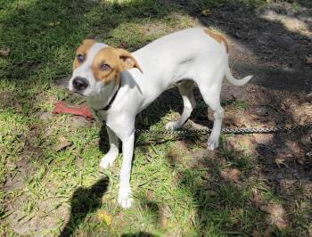 Rescue Jack Russell Terrier Dogs for Adoption in Jay, New York - Jack | PetCurious