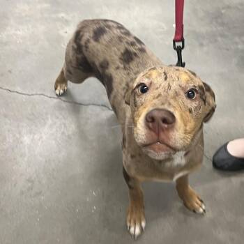 Mossy -  Catahoula Leopard Dog Dog for Adoption in Tampa, Florida - Mossy | PetCurious