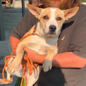 Missy -  Mixed Breed Dog for Adoption in Bend, Oregon - Missy | PetCurious
