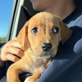 Aroura -  Mixed Breed Dog for Adoption in Alma, Michigan - Aroura | PetCurious