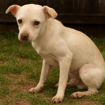 Rescue Mixed Breed Dogs for Adoption in Troy, Illinois - Theodore | PetCurious