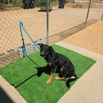 Shepherd and Doberman Pinscher Dogs Available for Adoption in California City, California - Tess | PetCurious