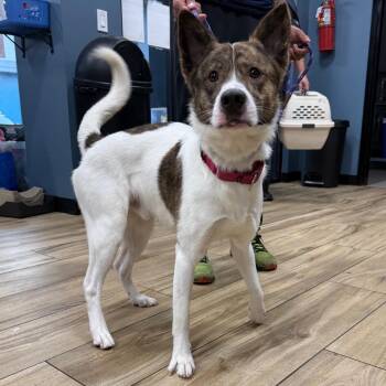 Thimble -  Terrier Dog for Adoption in Newark, New Jersey - Thimble | PetCurious