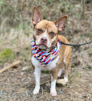 Calypso -  Mixed Breed Dog Available for Adoption in Ellijay, Georgia - Calypso | PetCurious