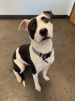 Boise -  Mixed Breed Dog for Adoption in Mishawaka, Indiana - Boise | PetCurious