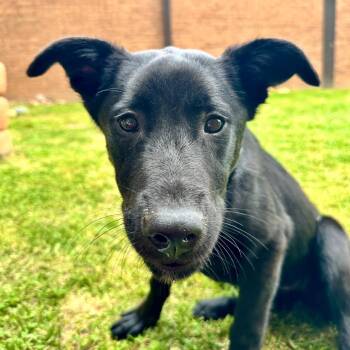 Black Labrador Retriever Dogs Available for Adoption in Birmingham, Alabama - Samosa | PetCurious