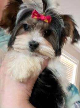 Cindy Lou -  Yorkshire Terrier Dog for Adoption in Nashville, Tennessee - Cindy Lou | PetCurious