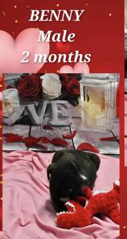 Pit Bull Terrier Dogs Available for Adoption - Marion Bs : Benny | PetCurious