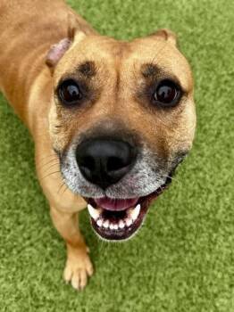 Mixed Breed Dogs Available for Adoption - Taquito | PetCurious