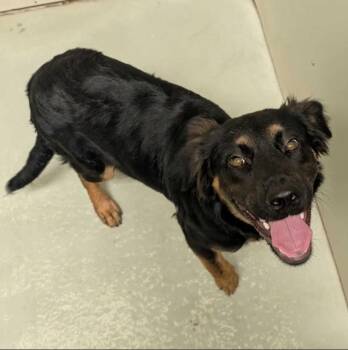 Star -  Australian Shepherd and Mixed Breed Dog for Adoption in Kingsland, Georgia - Star | PetCurious
