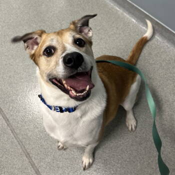 Rescue Mixed Breed Dogs for Adoption in New Castle, Delaware - Appa | PetCurious