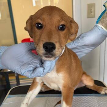 Arrow -  Pit Bull Terrier and Shepherd Dog for Adoption in Nashville, Tennessee - Arrow | PetCurious