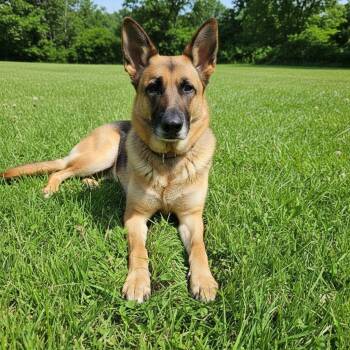 Buttercup -  Shepherd and Belgian Shepherd Malinois Dog for Adoption in Elyria, Ohio - Buttercup | PetCurious