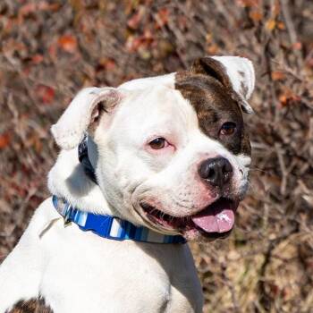 Neno -  Pit Bull Terrier Dog for Adoption in Council Bluffs, Iowa - Neno | PetCurious
