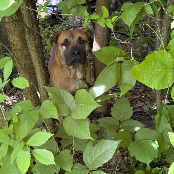 Fawzi -  Terrier and Mixed Breed Dog for Adoption in St. Louis, Missouri - Fawzi | PetCurious