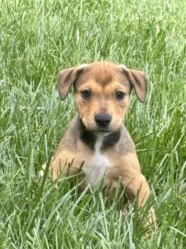 Cash -  Pit Bull Terrier Dog Available for Adoption in Barnhart, Missouri - Cash | PetCurious