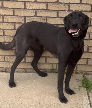 Nixie -  Belgian Shepherd Malinois Dog for Adoption in Columbus, Nebraska - Nixie | PetCurious
