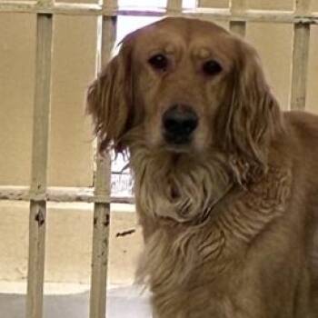 Golden Retriever Dogs Available for Adoption - 4368 Cheyenne | PetCurious