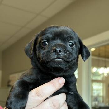 Brussels Griffon and Shih Tzu Dogs Available for Adoption - CARDINAL | PetCurious