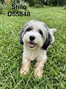 Shilo -  Mixed Breed Dog for Adoption in Clarksville, Tennessee - Shilo | PetCurious
